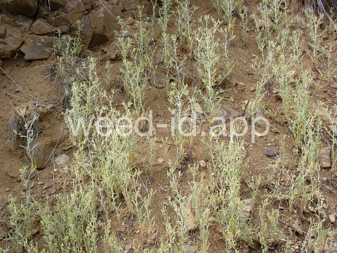 stickleaf, whitestem